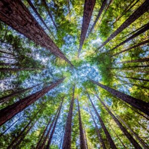 low angle photography of green trees